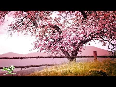 Relaxing Piano Music: Romantic Music Beautiful Relaxing Music Sleep Music Stress Relief122