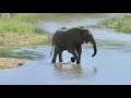 Wild Life – Nature Documentary Full HD 1080p