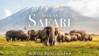 African Safari 4K – Scenic Wildlife Film With African Music