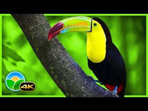 Breathtaking Colors of Nature in 4K III  Beautiful Nature – Sleep Relax Music 4K UHD TV Screensaver