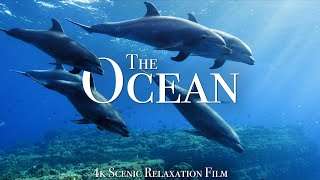 The Ocean 4K – Scenic Wildlife Film With Calming Music