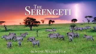 The Serengeti 4K – Scenic Wildlife Film With African Music