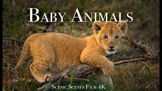 Baby Animals 4K – Amazing World Of Young Animals | Scenic Relaxation Film