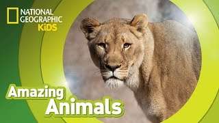 African Lion   | Amazing Animals