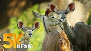 5K African Wildlife Documentary Film – Mana Pools National Park Zimbabwe Africa – 1 HR